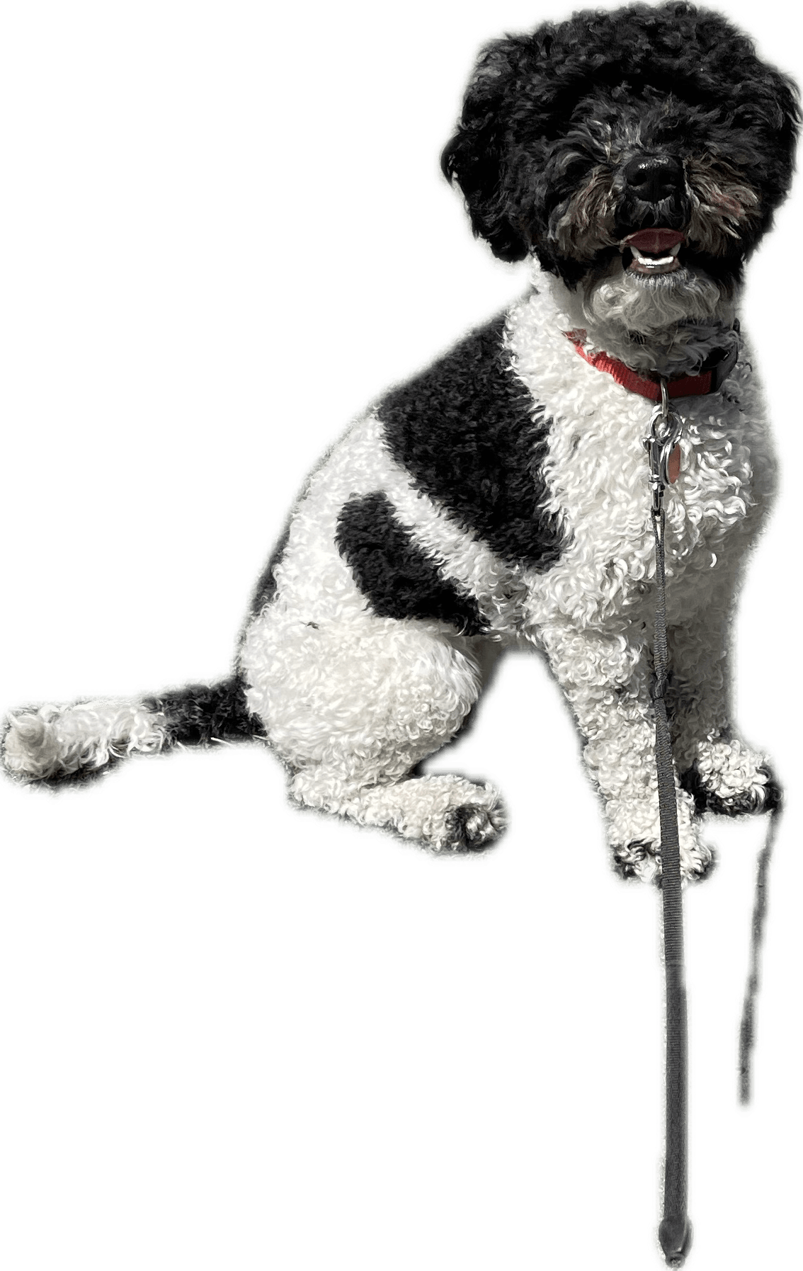 Franny, a black-and-white parti cockapoo
